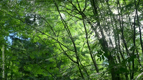 serene forest and trees in a natural setting, nature scene with brown and dark green tones