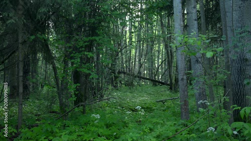 serene forest and trees in a natural setting, nature scene with brown and dark green tones