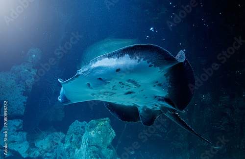 Majestic ocellate river stingray swimming in deep blue water under light beam