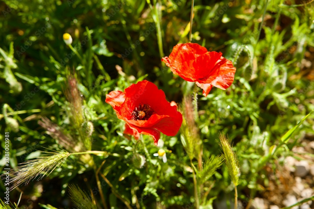Obraz premium red poppy flower in green grass