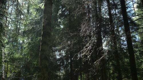 Sunlit conifer woodland interior with mossy trunk, wet twigs, layered shade, and sparkling droplets creating tranquil evergreen texture beneath dense canopy light
