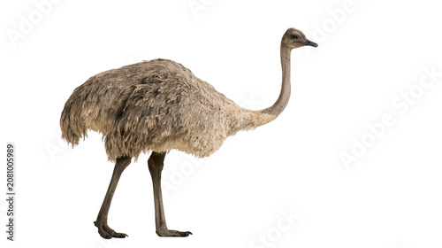 Schilderij op canvas Fluffy ostrich bird with long neck and legs, isolated on transparent background