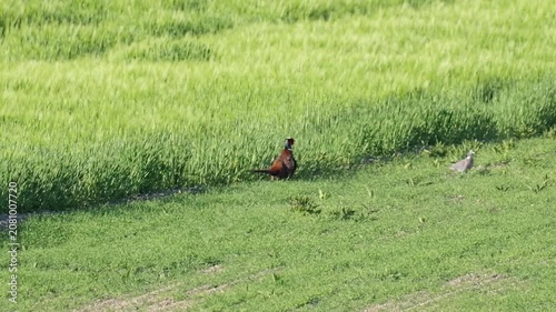 Male pheasant walking through green grain field