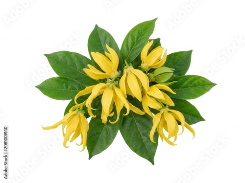 Vibrant yellow ylang blossoms isolated on a transparent background flowers petals