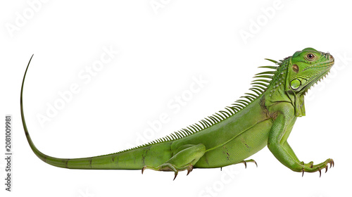 Konstfotografi Green iguana with spiky crest and long tail, isolated on transparent background