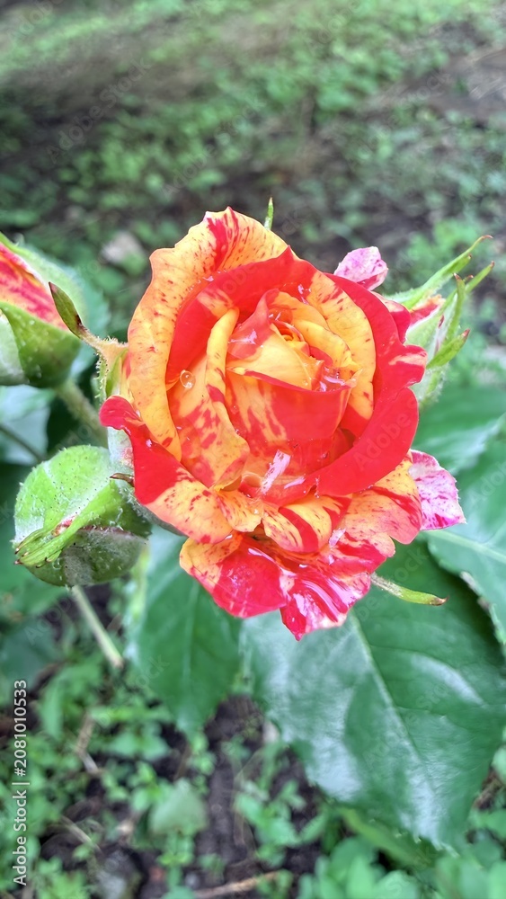 Obraz premium Vibrant Multicolor Rose Bloom with Water Droplets in Garden