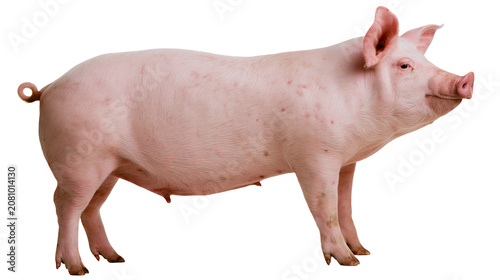 Fotografía Pink domestic pig with curly tail standing, isolated on transparent background
