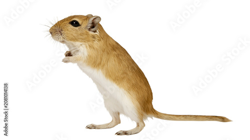 Tableau sur toile Small gerbil with tan fur and white belly standing on hind legs, isolated on tra