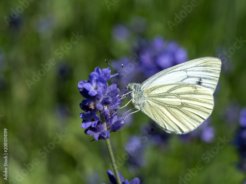 White Butterfly Feeding On Lavender Flower Close-Up In Sunny Garden With Purple Bloom And Green Background