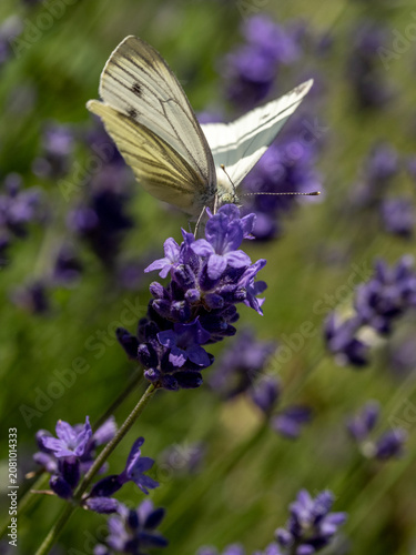 White Butterfly on Purple Lavender Flower Close-Up Macro Pollination Nature Garden Scene