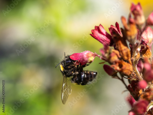 Close-Up Bee Pollinating Pink Flower Macro Photo Showing Bumblebee Feeding On Blossom