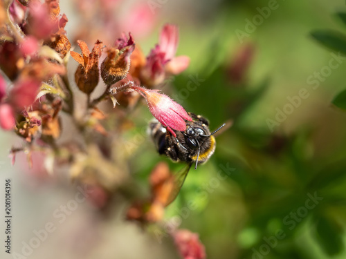 Close-Up Of Bee Pollinating Pink Flower Bud On Green Background Macro Nature Detail
