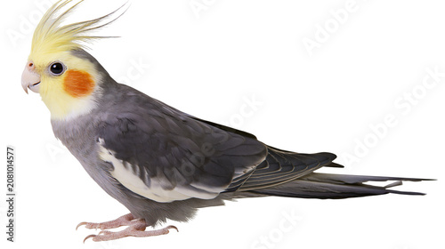 Tableau sur toile Gray cockatiel with yellow crest and orange cheek patches, isolated on transpare