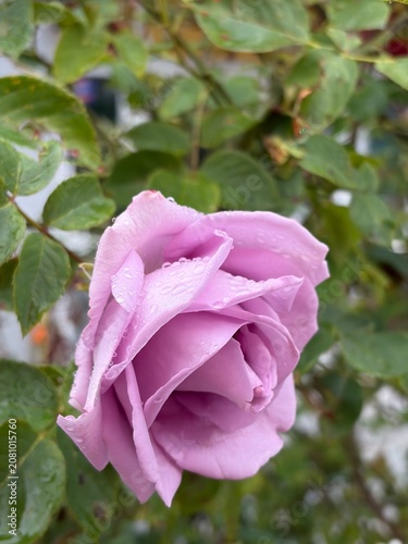 Lilac rose with raindrops on the background of green leaves
