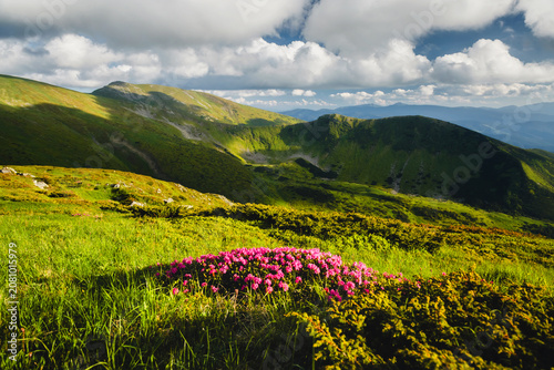 Фотография Bright pink wildflowers bloom against a backdrop of lush green hills under a blue sky filled with fluffy clouds on a sunny day