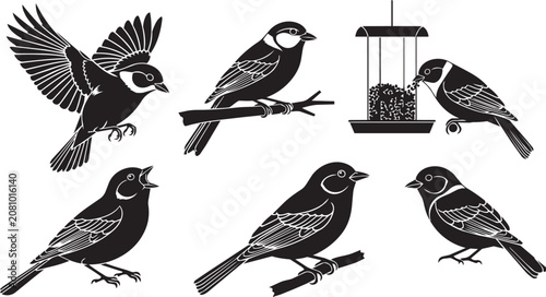 Foto Various small birds perched and flying near a feeder in silhouette style