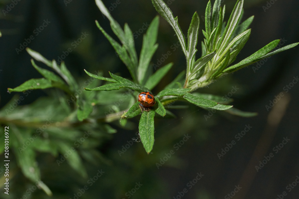 Fototapeta premium Macro shot of a ladybug pupa on a green wild plant leaf. Detailed focus, natural environment, soft bokeh background. Bright ladybug pupa on green foliage. Ladybug pupa on green leaf in macro.