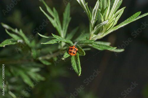 Macro shot of a ladybug pupa on a green wild plant leaf. Detailed focus, natural environment, soft bokeh background. Bright ladybug pupa on green foliage. Ladybug pupa on green leaf in macro.