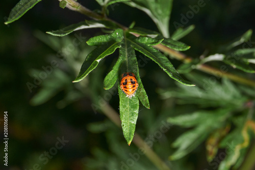 Macro shot of a ladybug pupa on a green wild plant leaf. Detailed focus, natural environment, soft bokeh background. Bright ladybug pupa on green foliage. Ladybug pupa on green leaf in macro.