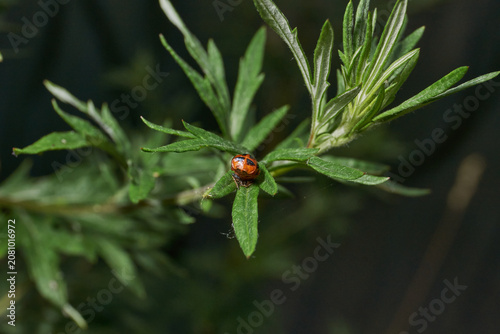 Macro shot of a ladybug pupa on a green wild plant leaf. Detailed focus, natural environment, soft bokeh background. Bright ladybug pupa on green foliage. Ladybug pupa on green leaf in macro.