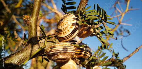 Cuadro en lienzo Macro shot of striped land snails clustered on a tree branch against blue sky
se