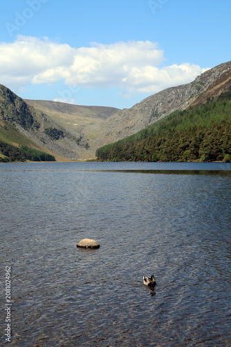 Duck swims near a rock in a lake surrounded by picturesque mountains. Upper Glendalough Lake, Ireland.