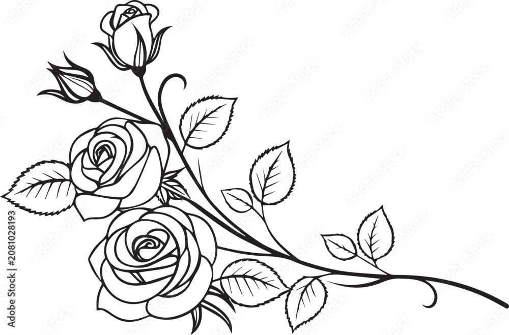 Fototapeta premium Black and white line drawing of roses and leaves