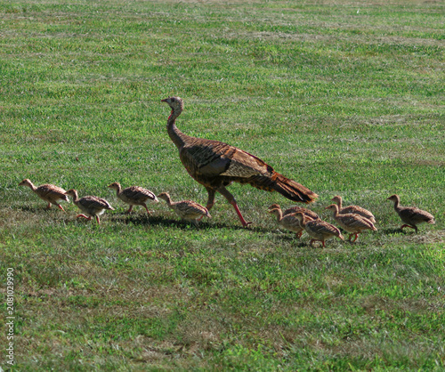Fotografie A hen turkey watching over her brood of ten poults as they navigate a mown area for insects
