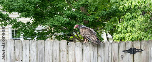 Turkey vulture on neighborhood fence