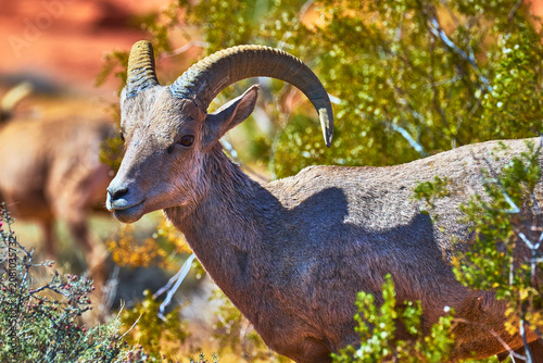 Bighorn Sheep Among Desert Vegetation in Sunlit Valley of Fire Nevada