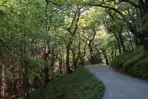 Winding Path Through a Lush Forest