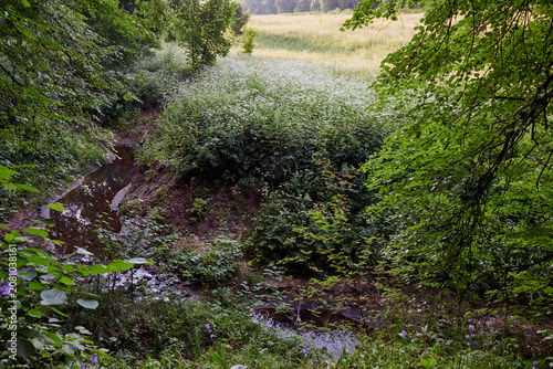 Moscow. Konkovsky stream in the Bitsevsky forest. Grass on the shoulders