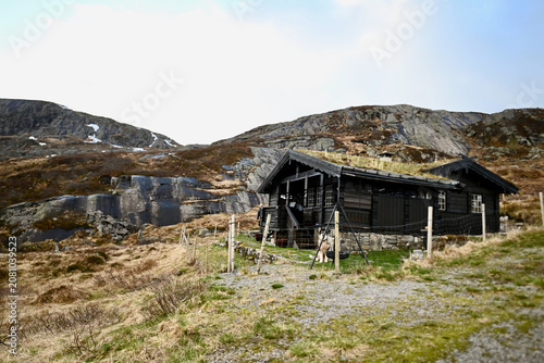 Traditional mountain hut in Norway captured in late spring, with dry grass from winter and fresh green vegetation beginning to emerge.