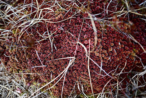 Beautiful red moss captured in May in the mountains of Norway, highlighting the vibrant colors and unique textures of Nordic alpine nature.