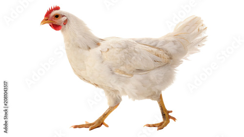 Photos Live domestic white chicken hen poultry farm bird isolated on a transparent back