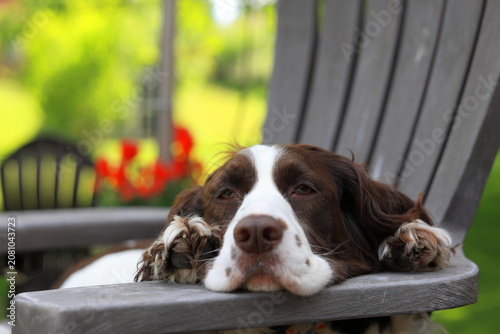 Canvastavla English springer spaniel rests in a chair to stay cool in the summertime
