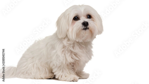 Tableau sur toile Cute small fluffy white puppy dog pet standing isolated on a transparent backgro