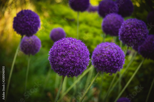 Allium giganteum or giant onion with large, round flowers in purple colour, growing in the Zagreb city botanical garden