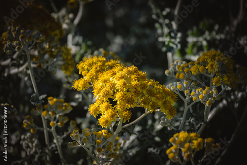 Foto Beautiful silver ragwort with yellow flowers glistening in the sun at the Zagreb