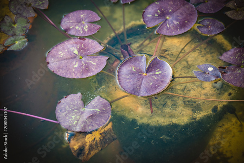 Schilderij op canvas Water lillies growing in the artificial pond in the Zagreb city botanical garden