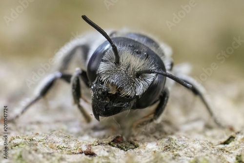 Canvastavla Detailed closeup on a blue-eyed female Tufted small mason, Hoplitis cristatula f