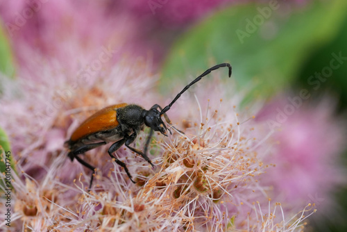 Bild auf Leinwand Closeup on a European Tawny Longhorn beetle, Paracorymbia fulva on a Spiraea dou