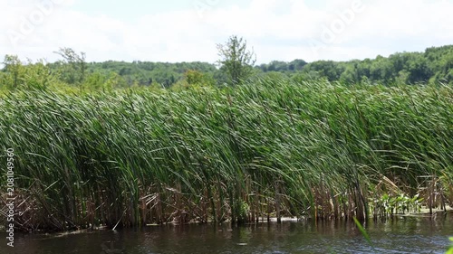 Mesmerizing sway of cattails blowing in the wind while water blows past