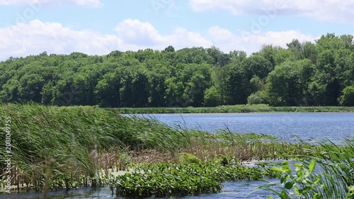 Mesmerizing sway of cattails blowing in the wind while water blows past