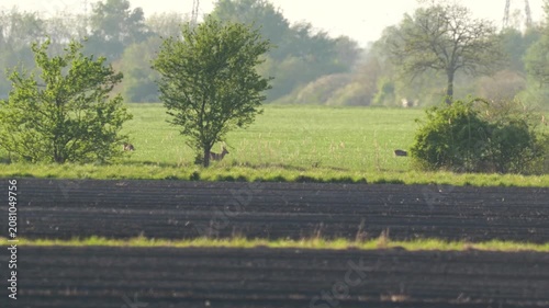 Roe deer grazing in distant green field