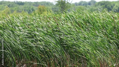 Hypnotic motion of cattails blowing in the wind along a wetland