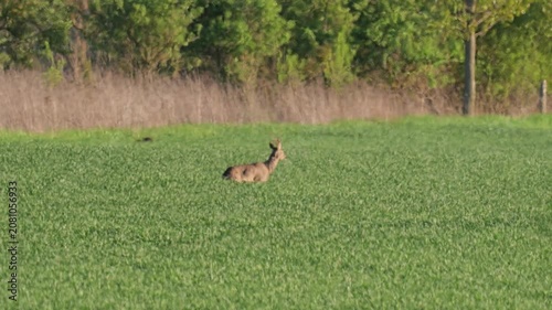 Roe buck grazing in lush green field