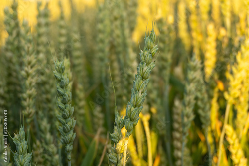 Wheat plants grow tall in a field as the sun rises. The light reflects off the green stems and heads, showing the health of the crop. Morning dew can be seen on the leaves