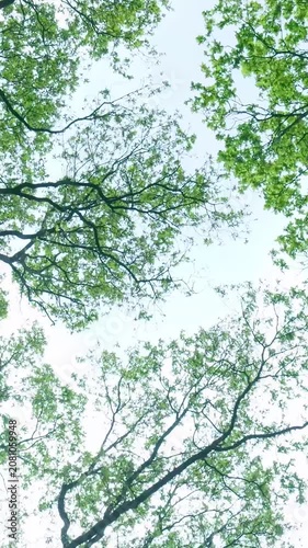 Low angle camera panning through tree branches and green leaves