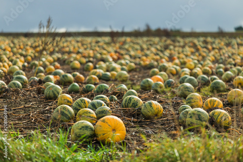 Obraz na plátně Pumpkin field showing autumn harvest in Thaya, Lower Austria